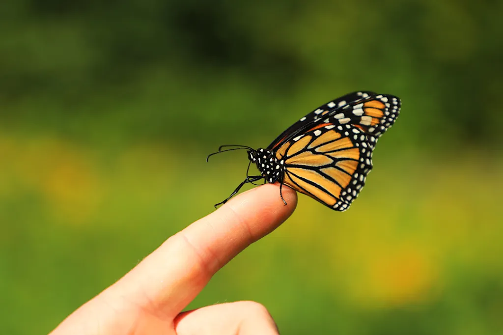 What does it mean if a butterfly lands on you?