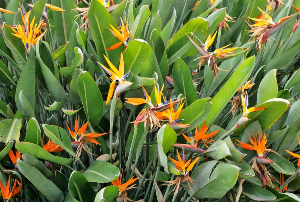 What is the flower that looks like a Bird of Paradise?