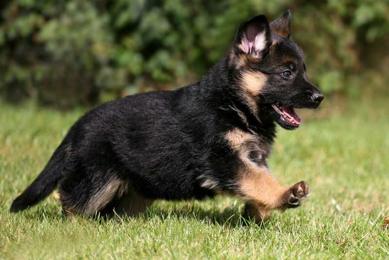 How To Care For German Shepherd Puppies: A Guide How To Care For German Shepherd Puppies: A Guide