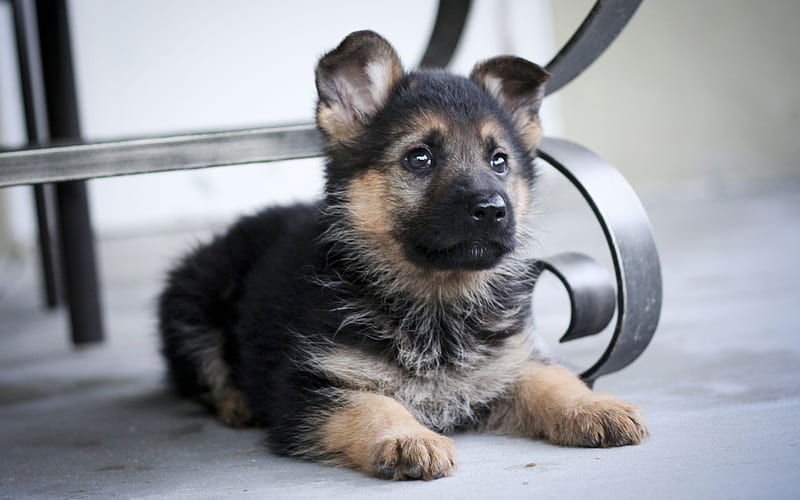Ultimate Guide To Purebred German Shepherd Puppies